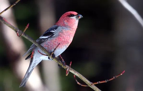 Picture bird, on the branch, Klest