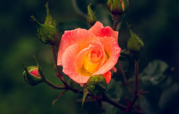 Picture drops, flowers, orange, the dark background, roses, buds