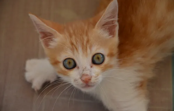 Look, red, muzzle, kitty, eyes, ginger kitten