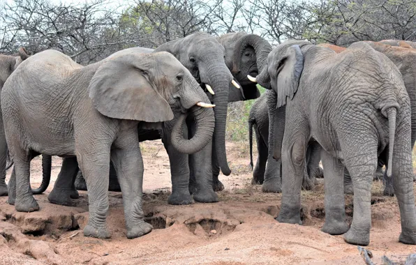 Group, Africa, elephants
