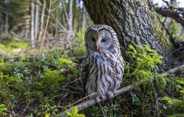Picture forest, trees, branches, owl, bird, owl