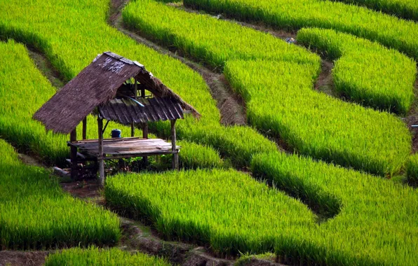 Grass, table, track, canopy, rice fields