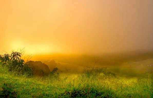 Picture grass, fog, hills