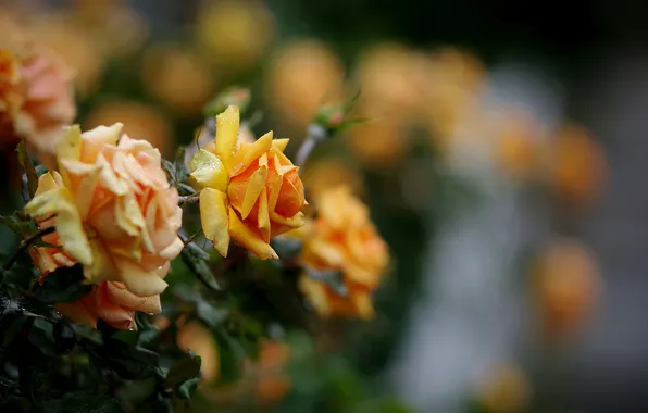 Flowers, roses, flowering