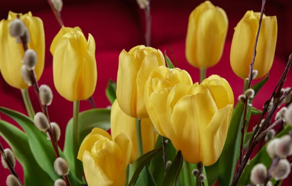 Flowers, branches, bouquet, spring, yellow, tulips, buds, red background