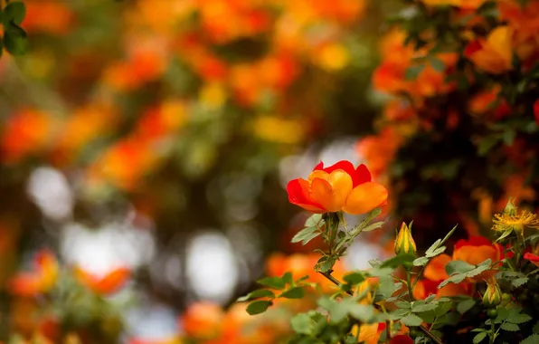 Picture flowers, flowering, flowers, shrub, shrubs, flowering, Austrian copper rose, Austrian copper rose