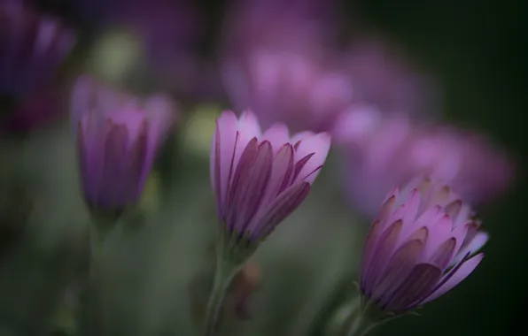 Macro, Flowers, petals, blur, pink