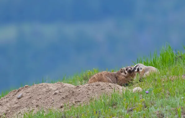 Picture the sky, nature, two, baby, pair, cub, mom, badger
