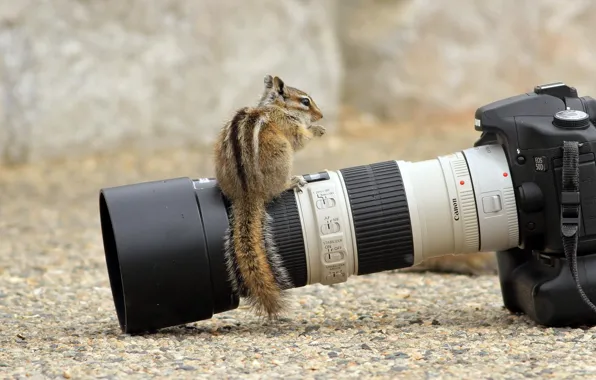 The camera, lens, Chipmunk, curiosity