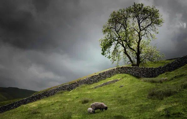 Greens, field, summer, grass, branches, clouds, stones, wall