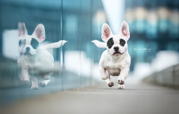 Picture reflection, dog, running, French bulldog
