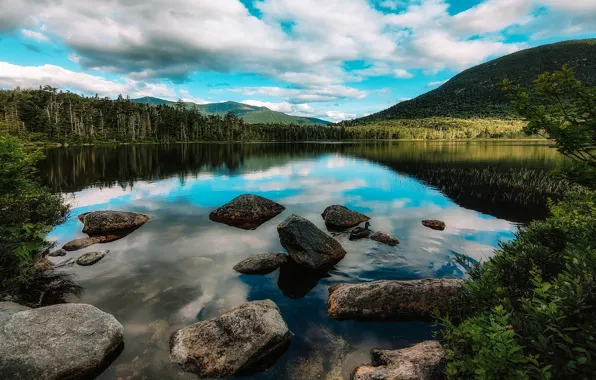 Forest, summer, clouds, mountains, branches, lake, reflection, blue