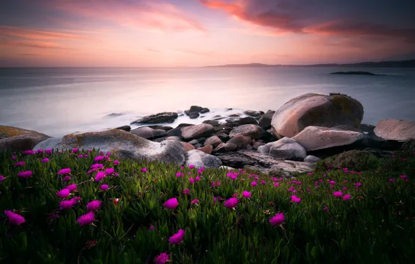 Picture sea, greens, the sky, leaves, clouds, flowers, stones, shore