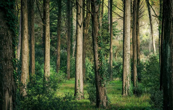 Greens, forest, summer, trees, branches, trunks, foliage, the bushes