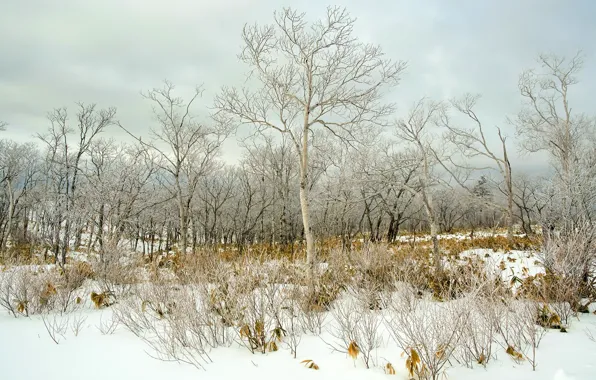 Picture forest, snow, spring