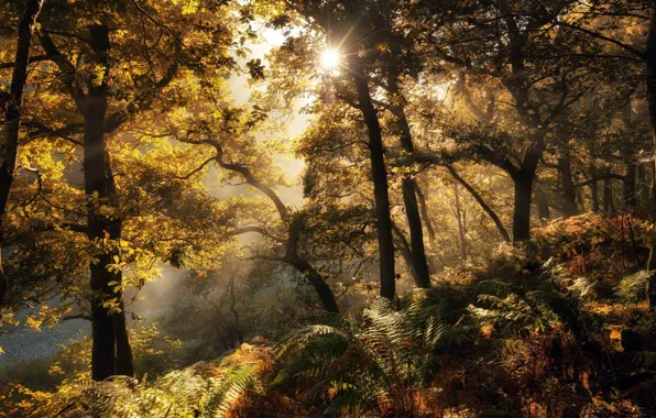 Autumn, forest, light, fern