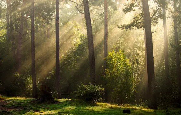 Greens, forest, summer, the sun, rays, light, fog, trunk