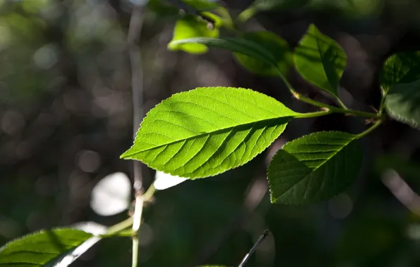 Picture sheet, green, focus