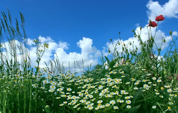 The sky, grass, clouds, flowers, Maki, chamomile, meadow