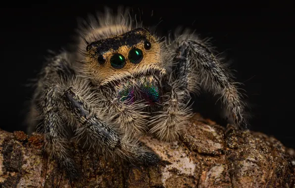 Look, macro, the dark background, spider, bark, jumper, spider, jumping spider