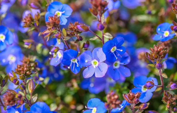 Picture macro, blue, Veronica