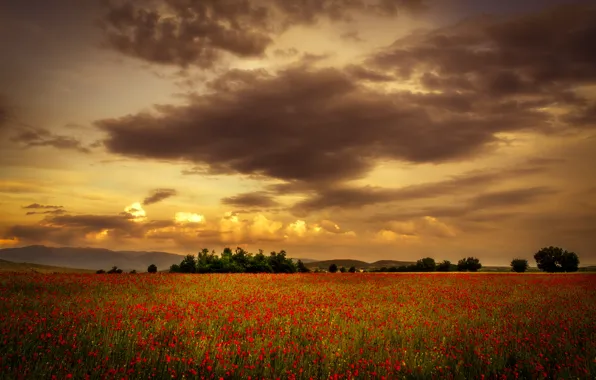 Picture field, summer, sunset, Maki