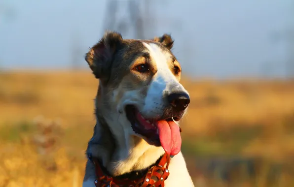 Language, look, background, each, portrait, Central Asian shepherd dog, Alabai