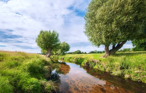 Trees, nature, river, willow