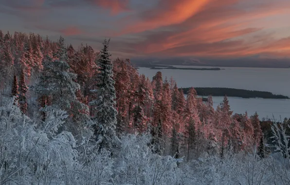 Picture winter, forest, snow, landscape, sunset, nature, Bay, The Kola Peninsula