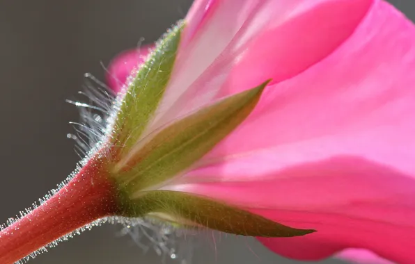 Flowers, nature, plant, petals