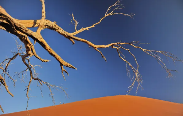 Trees, landscape, desert