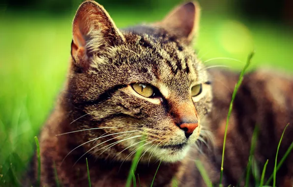 Picture greens, cat, grass, eyes, cat, look, face, focus