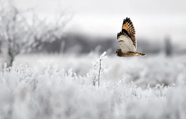 Winter, owl, bird