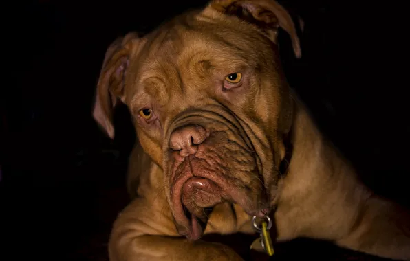 Dog, black background, Dogue de Bordeaux