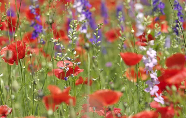 Flowers, Maki, field, different