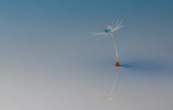 Picture macro, background, Dandelion seed