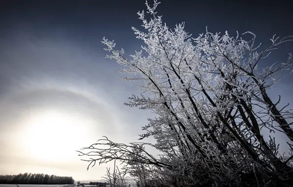 Picture winter, trees, nature, morning