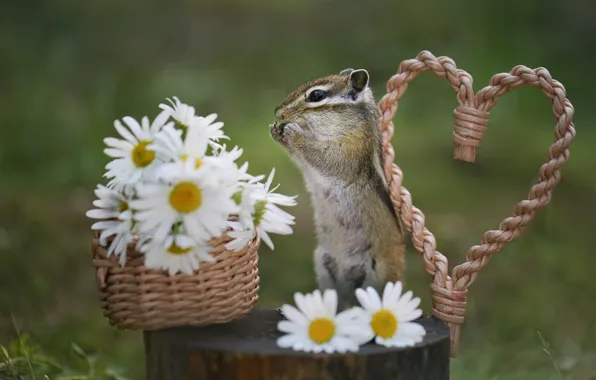 Flowers, heart, stump, chamomile, Chipmunk, basket, rodent, Yevgeny Levin