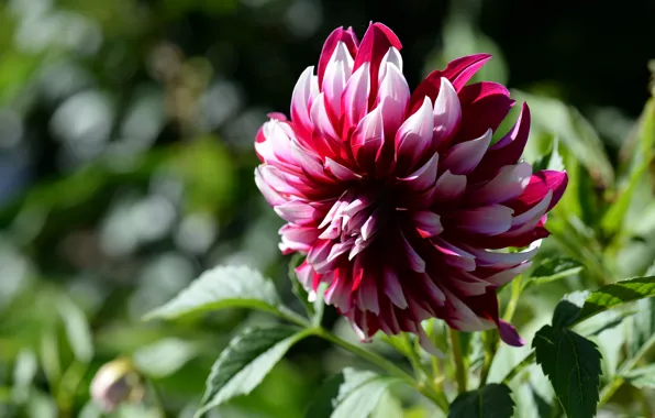 Petals, dahlias, motley