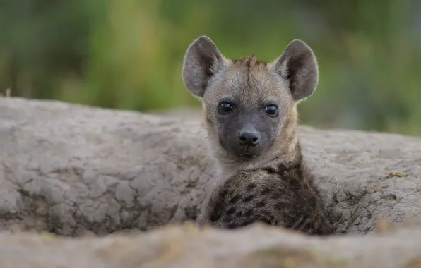 Look, portrait, baby, puppy, hyena, face