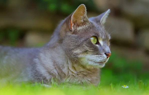 Cat, grass, cat, face, nature, grey, lies, profile