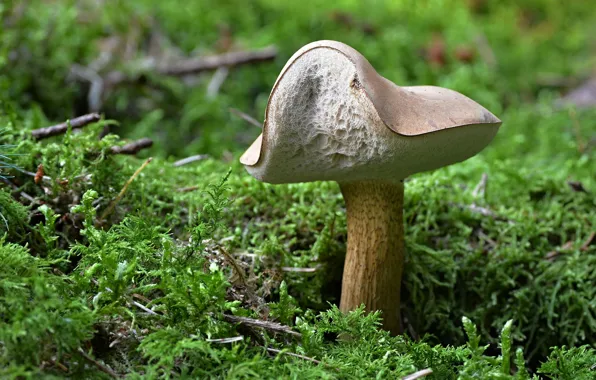 Picture forest, mushrooms, moss