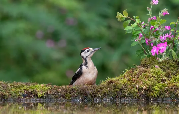 Flowers, bird, shore, woodpecker, pond