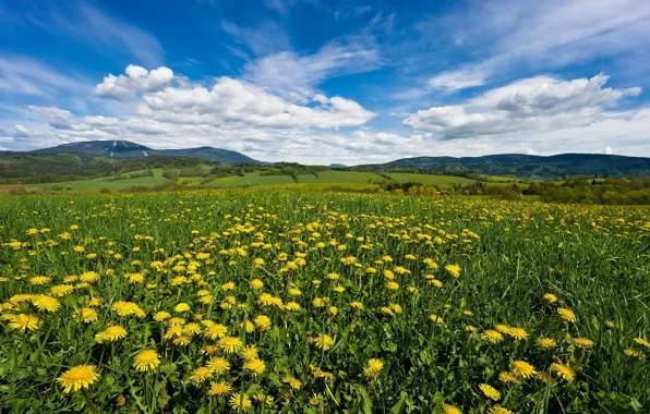 Flowers, The sky, Meadow, Dandelions