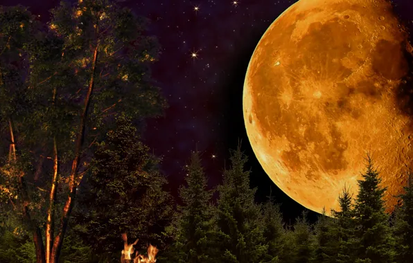 Picture FOREST, NIGHT, The MOON, The FIRE