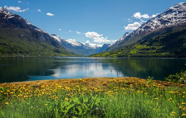 Picture flowers, mountains, Norway, dandelions, Norway, the fjord, Stryn, Nordfjord