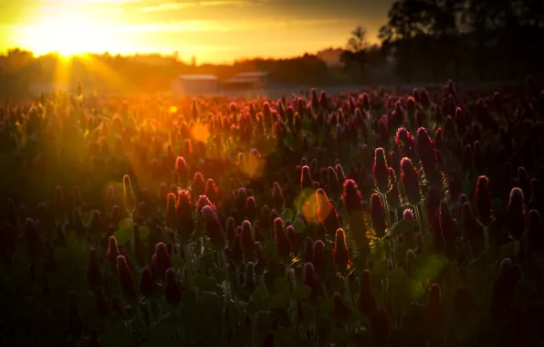 Picture field, the sun, rays, flowers, nature, glare