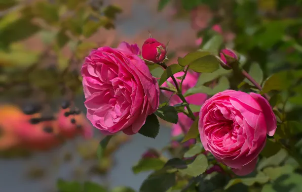 Picture leaves, pink, rose, branch, petals, buds, flowering