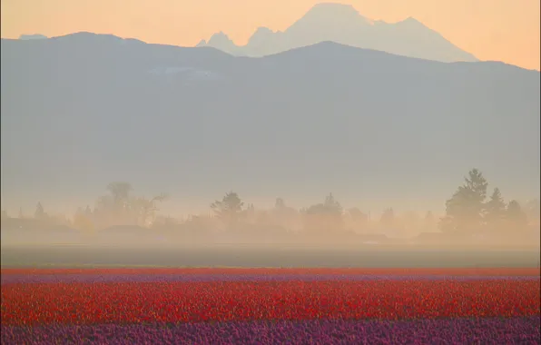 Wallpaper field, mountains, fog, dawn, tulips, red, haze, the ...