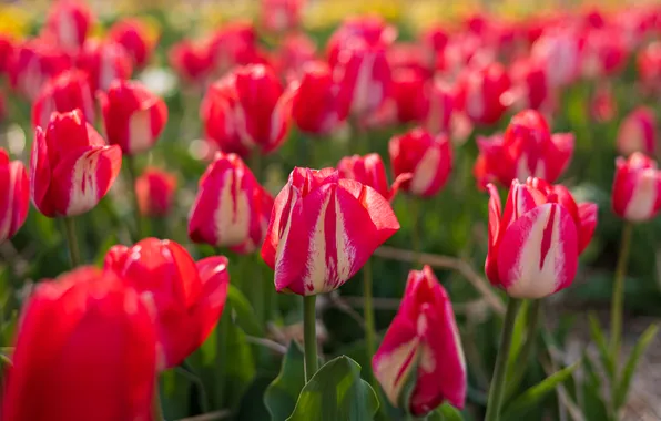 Flowers, spring, tulips, red, a lot, bokeh, plantation, two-tone